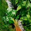 horcice_rebarbora_2 copy