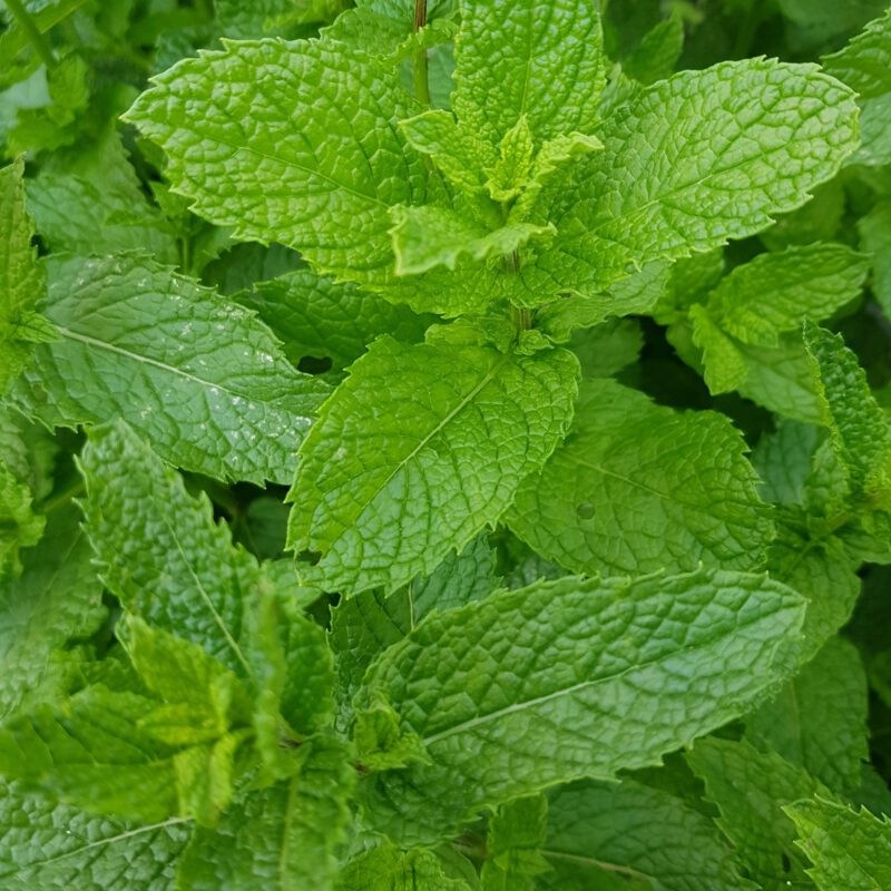 sirup_matovy_3