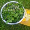 sirup_matovy_4